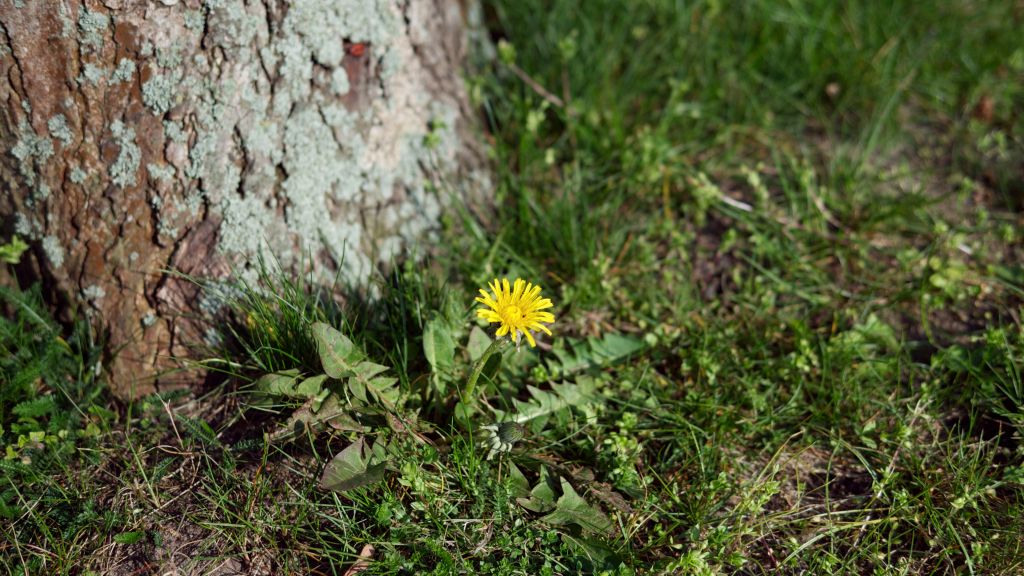 Fotografien „Spring is&nbsp;coming“
