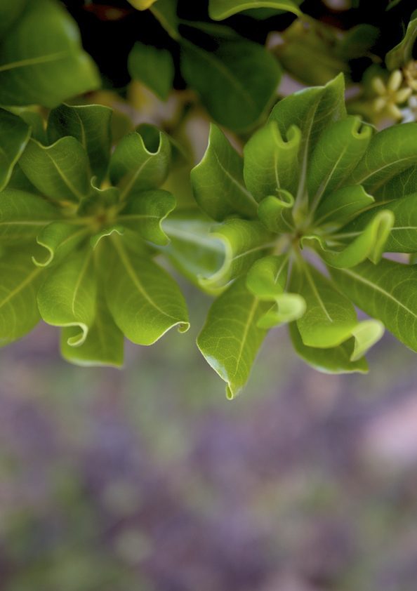 Synchronischer Tanz der&nbsp;Natur