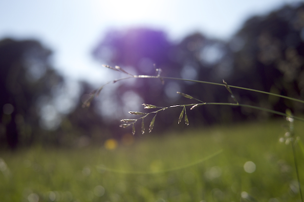 Sommersonnenpicknick