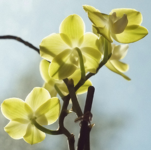 Orchidee_hellere Aufnahme