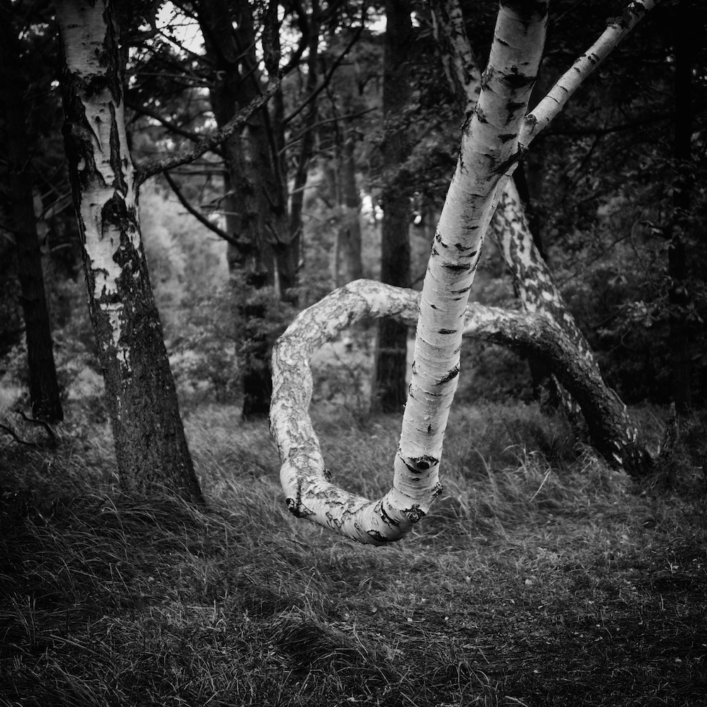 The magic of&nbsp;forest