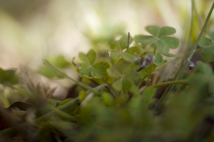 Nature Freelensing