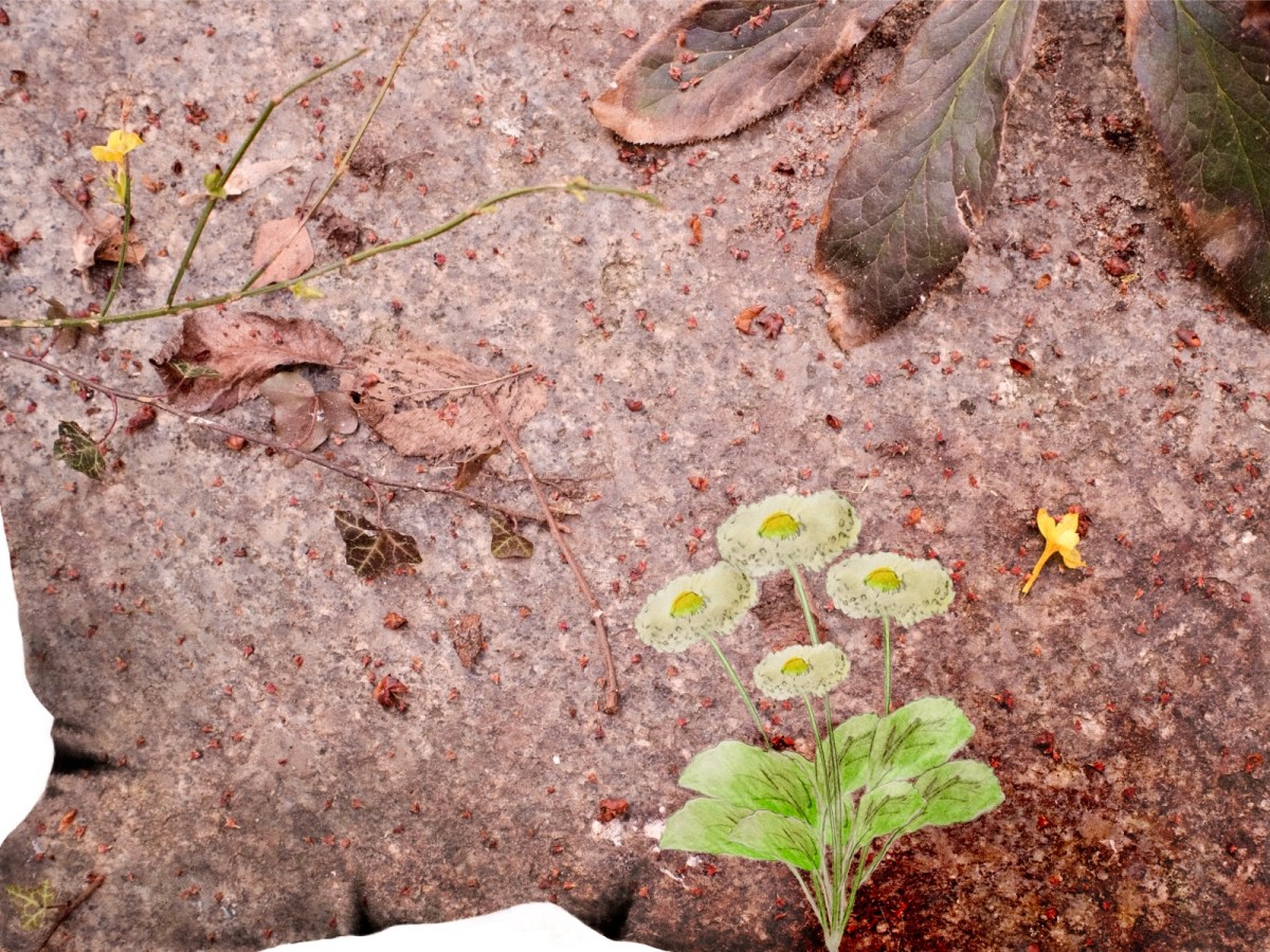 MixedMedia – Zeichnung auf&nbsp;Fotografie