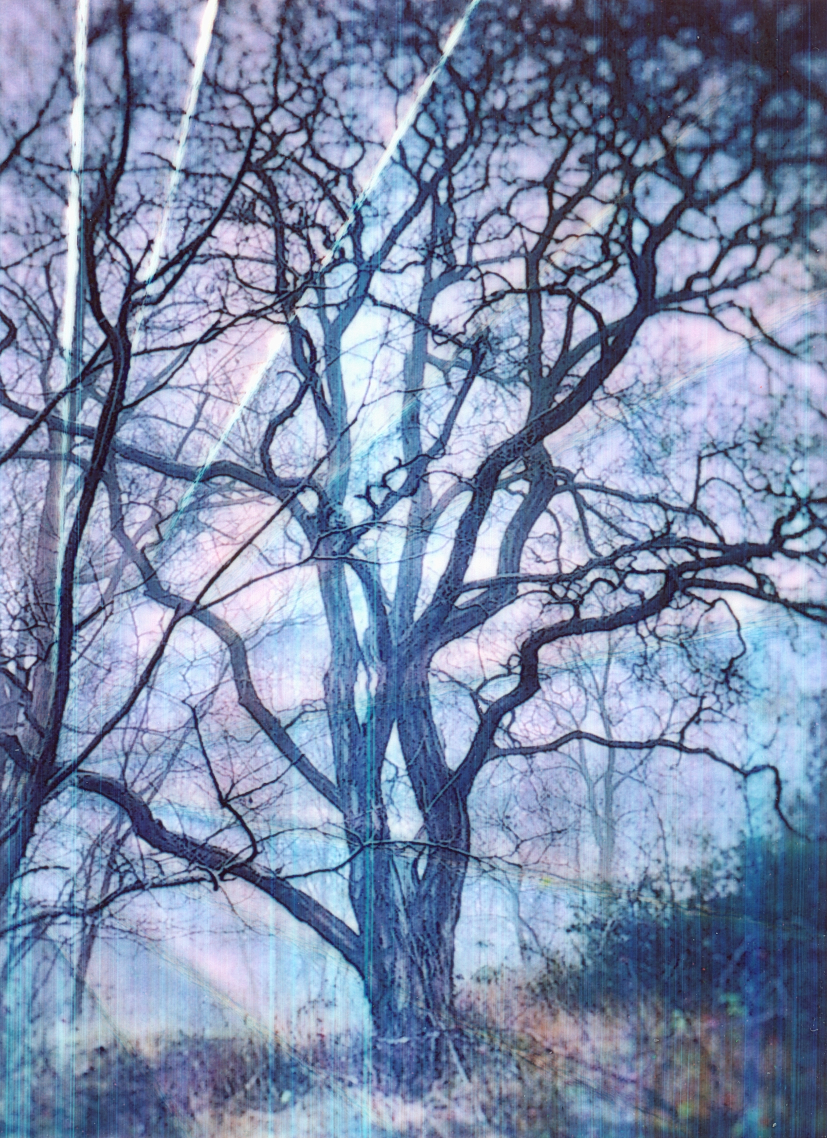 Ein analoges Experiment eines Druckes auf Zink Papier von einem Baum, auf dem Farbveränderungen und Knicke zu sehen sind.