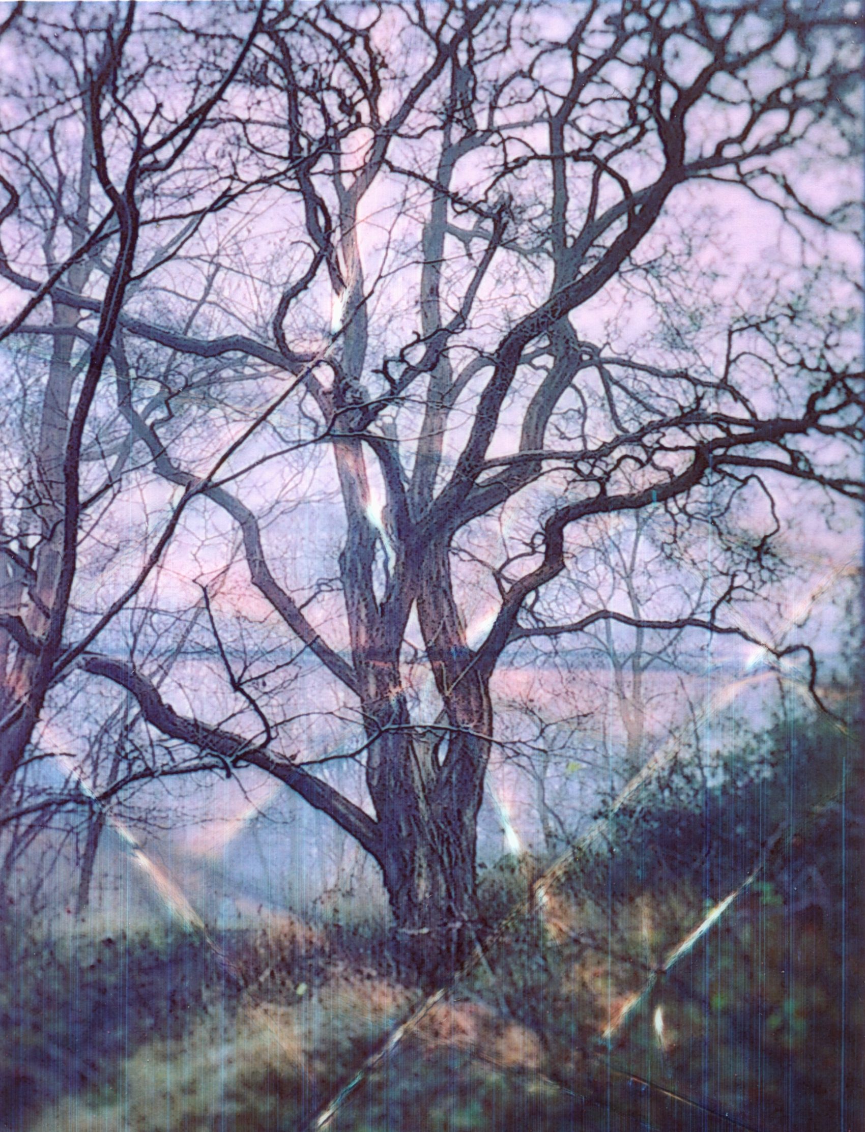 Ein analoges Experiment eines Druckes auf Zink Papier von einem Baum, auf dem Farbveränderungen und Knicke zu sehen sind.