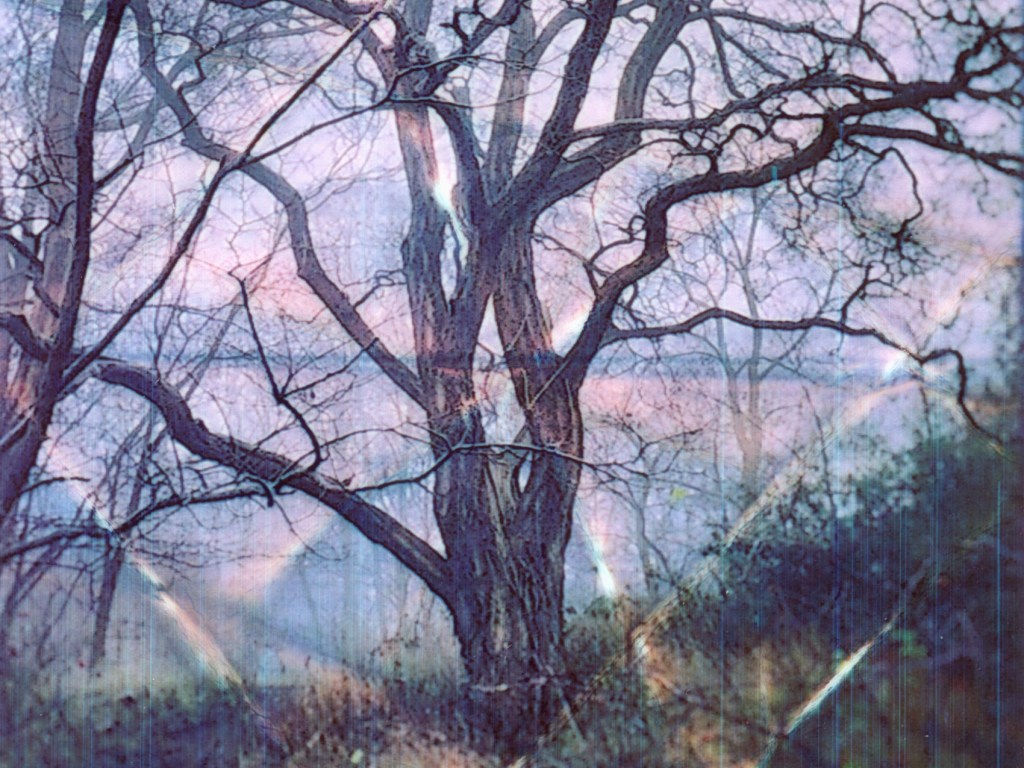 Ein Bildausschnitt eines Baumes, der auf Zink Fotopapier gedruckt und analog bearbeitet wurde - zu sehen von Anette Siegelwachs, bei ihrem Blog annenie anennou