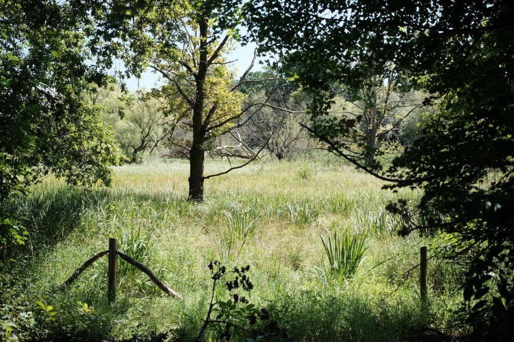 Eine sommerliche Farbfotografie in Grüntönen von einer sumpfigen Wiese beim Tegeler Fließ, umrahmt von Bäumen und Büschen und mittig ein Baum, im Vordergrund ein Zaun.