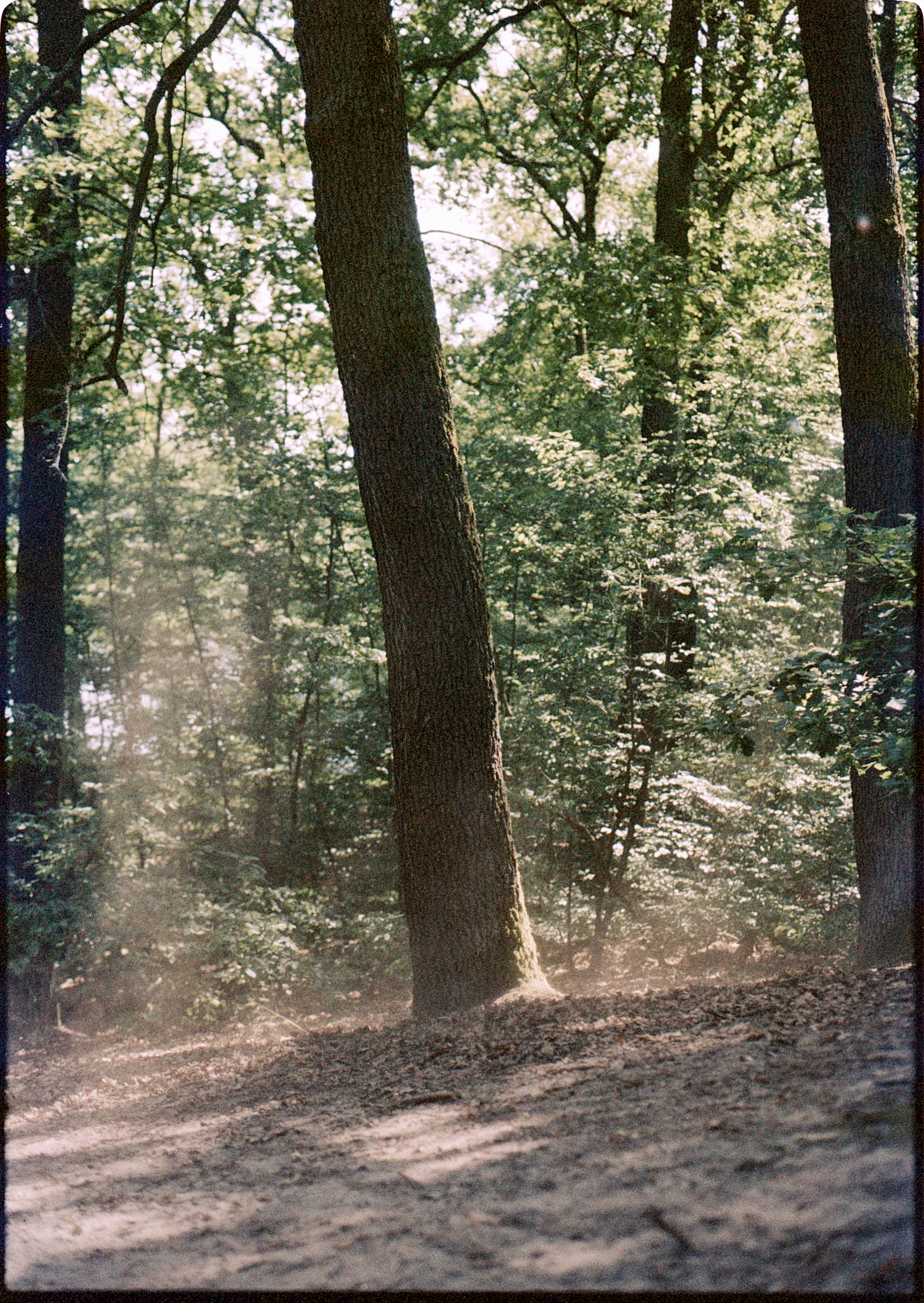 Eine Analogfotografie, auf der mittig im Bild ein Baum steht, umgeben von kleineren mit grünen Blättern übersäten Bäume, dessen Baumkrone nicht zu sehen ist. Er wird zum Teil von Sonnenstrahlen beleuchtet und Staubwolken werden vom Wind aufgewirbelt. Alles ist in warmen sommerlichen Farben gehüllt.