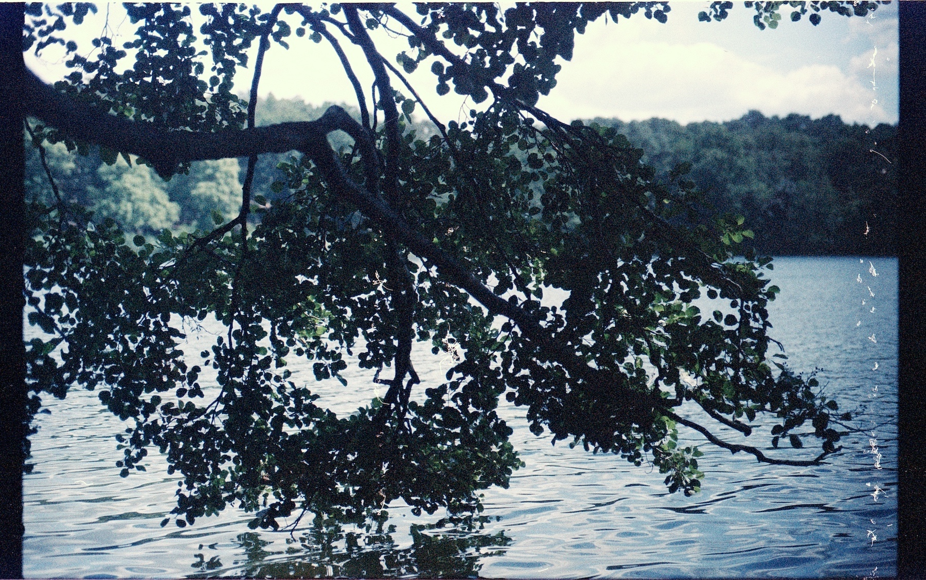Eine Analogfotografie in blau-grünlichen Tönen mit deutlichem Filmkorn und weiß gepunkteten Bildfehlern am rechten Bildrand, auf der ein See und ein Baum, deren Äste bis zum Wasser ragen, zu sehen ist.